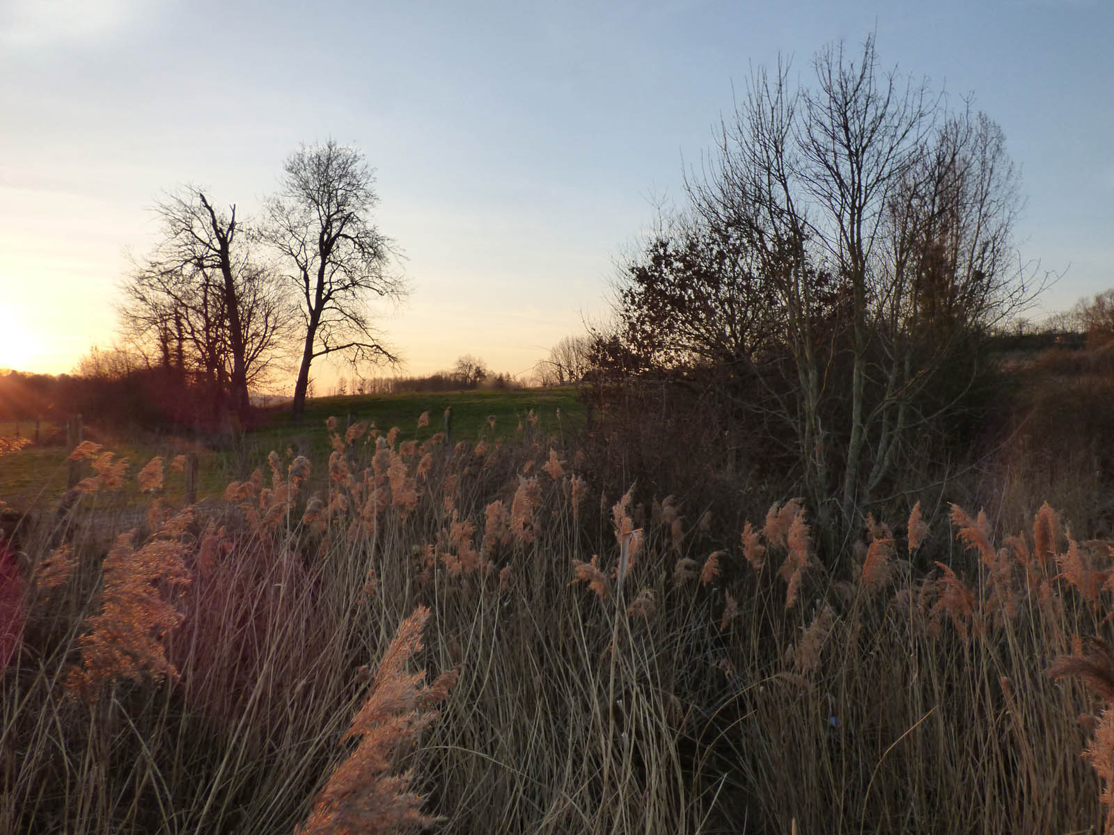 Roselière de la Voie aux Porcs 